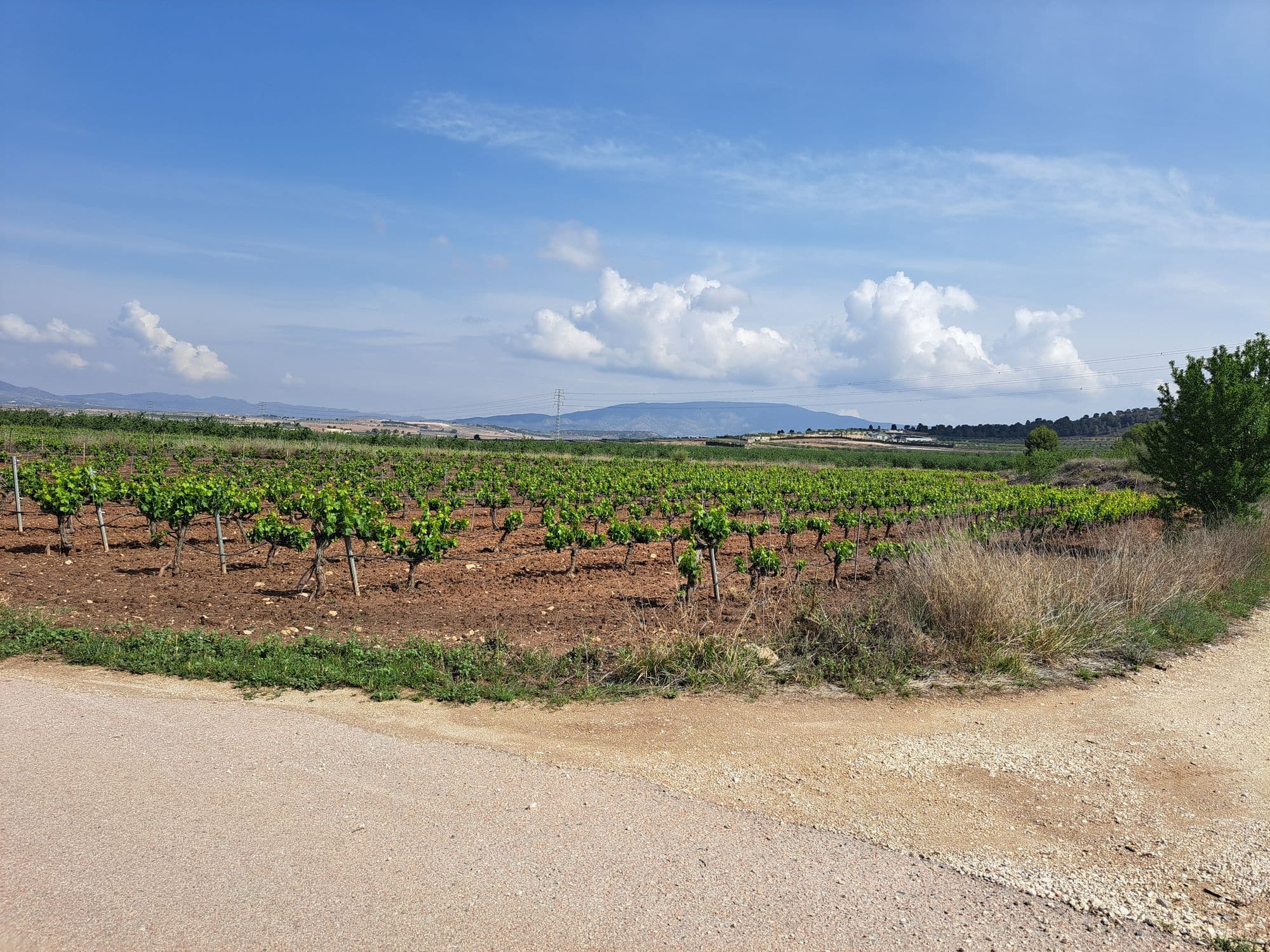 Land In Pinoso, Spain (17.568 M² Plot)