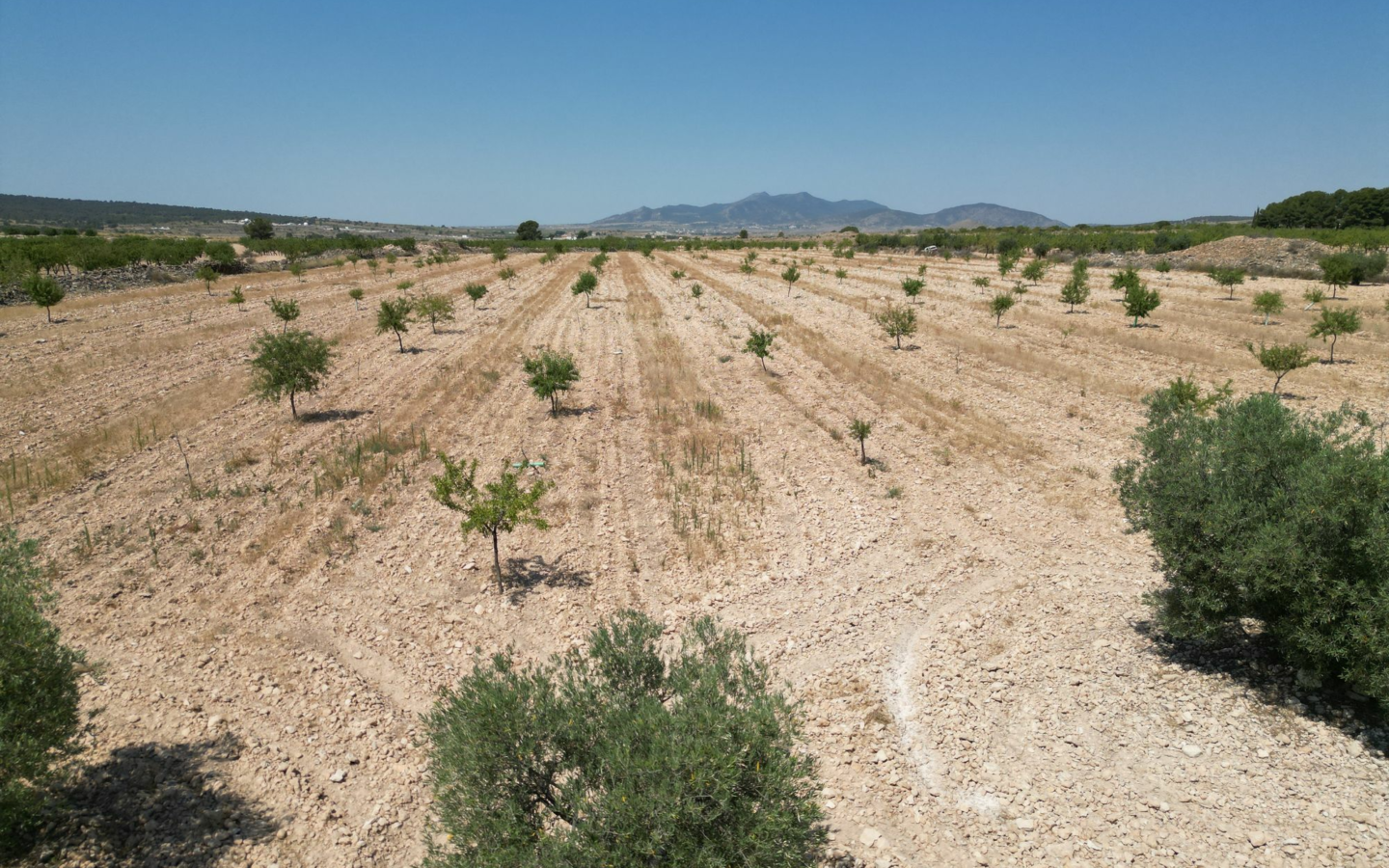 Land In Pinoso, Spain (30.590 M² Plot)