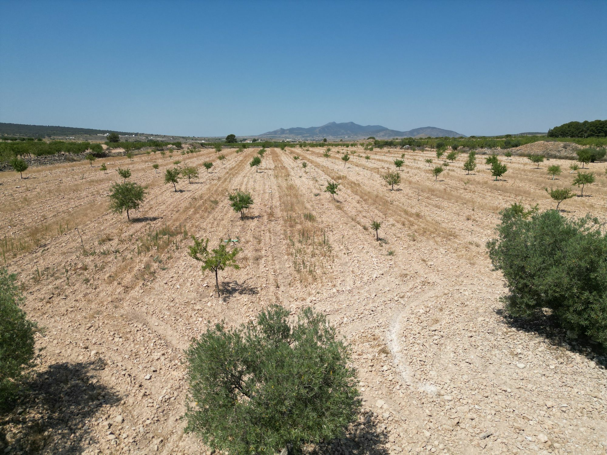 Land In Pinoso, Spain (30.590 M² Plot)