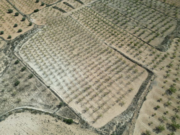 Land In Pinoso, Spain (11.321 M² Plot)