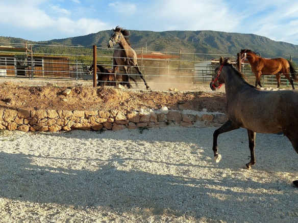 3-bedroom Detached Villa In Pinoso, Spain (200 M²)