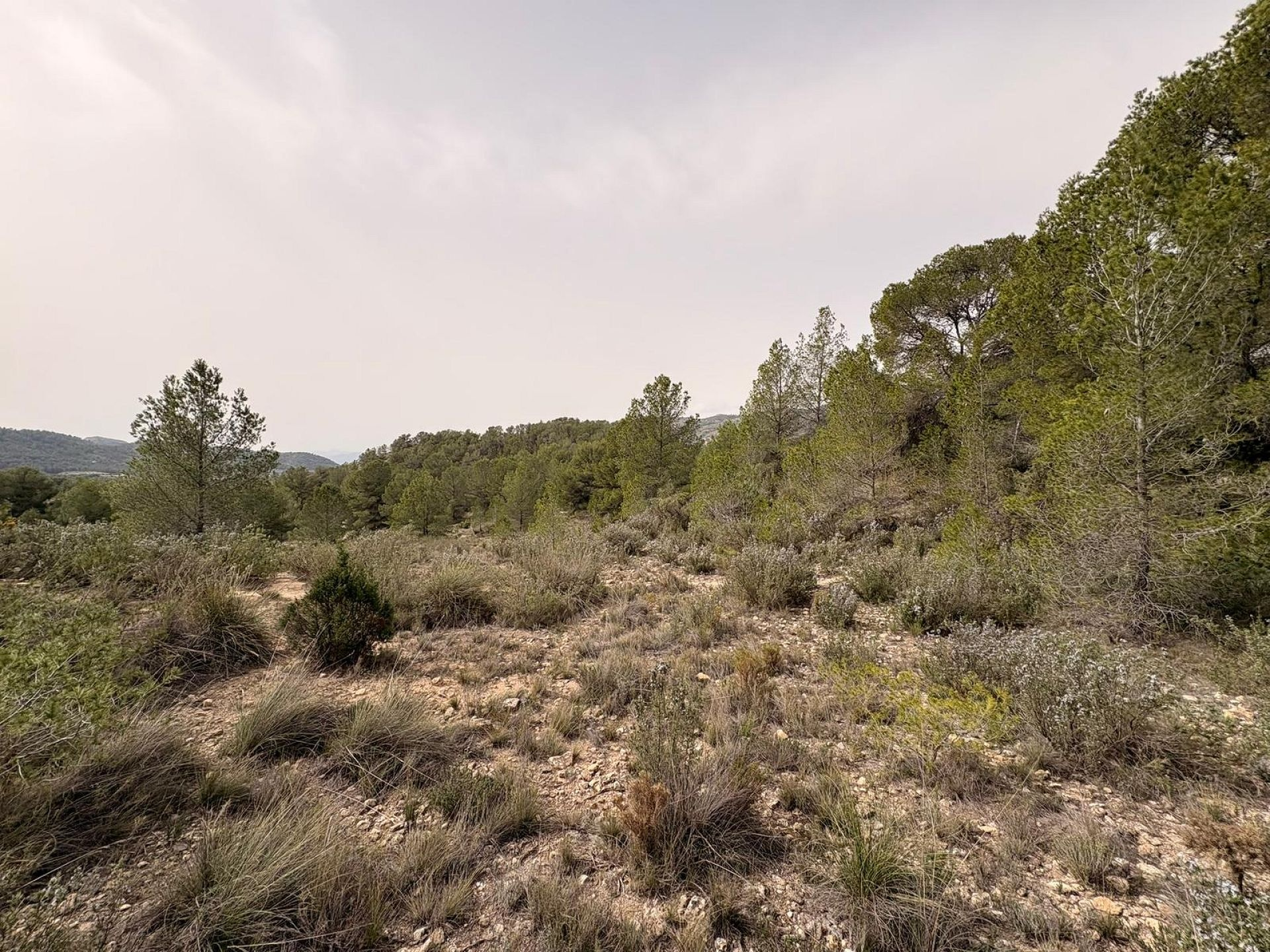 Land In Petrer, Spain (100.000 M² Plot)