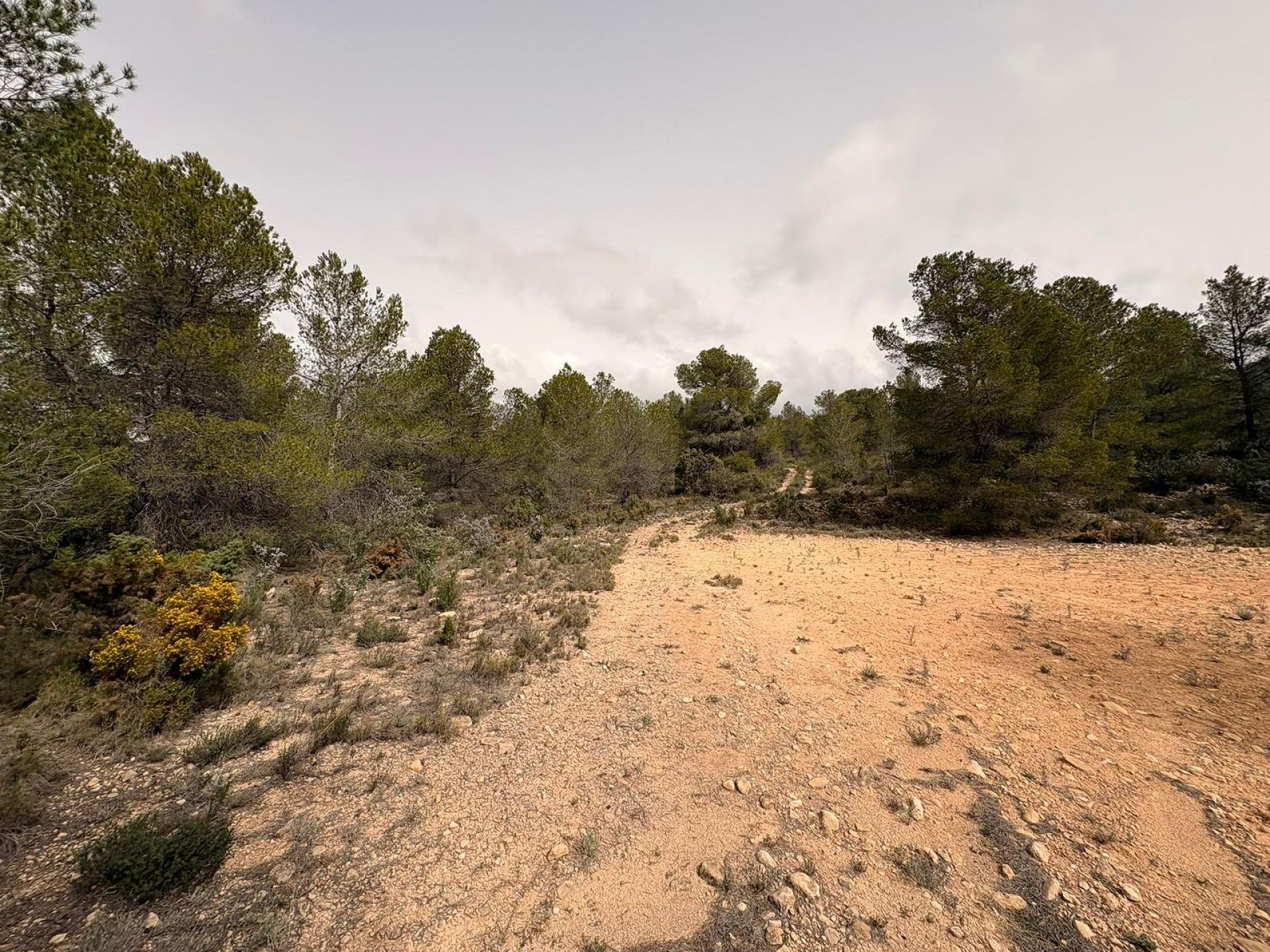 Land In Petrer, Spain (100.000 M² Plot)