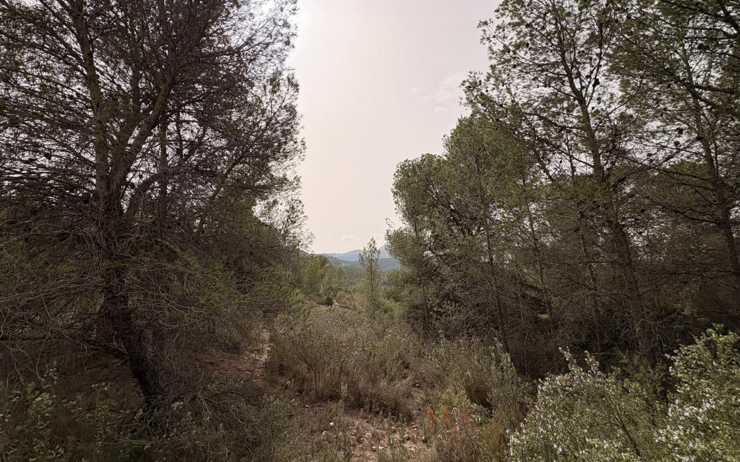 Land In Petrer, Spain (100.000 M² Plot)