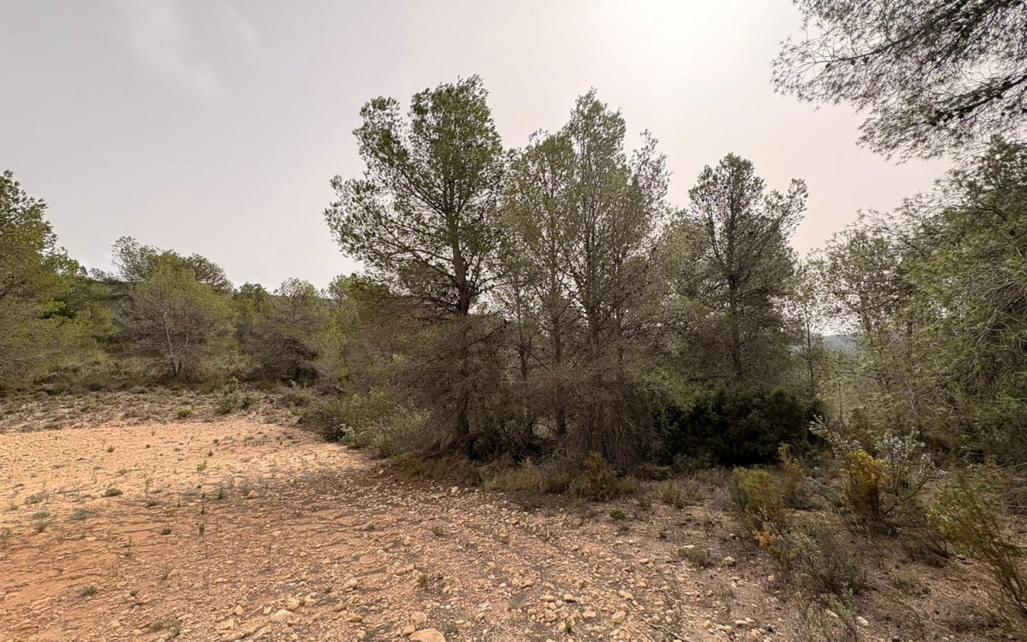 Land In Petrer, Spain (100.000 M² Plot)