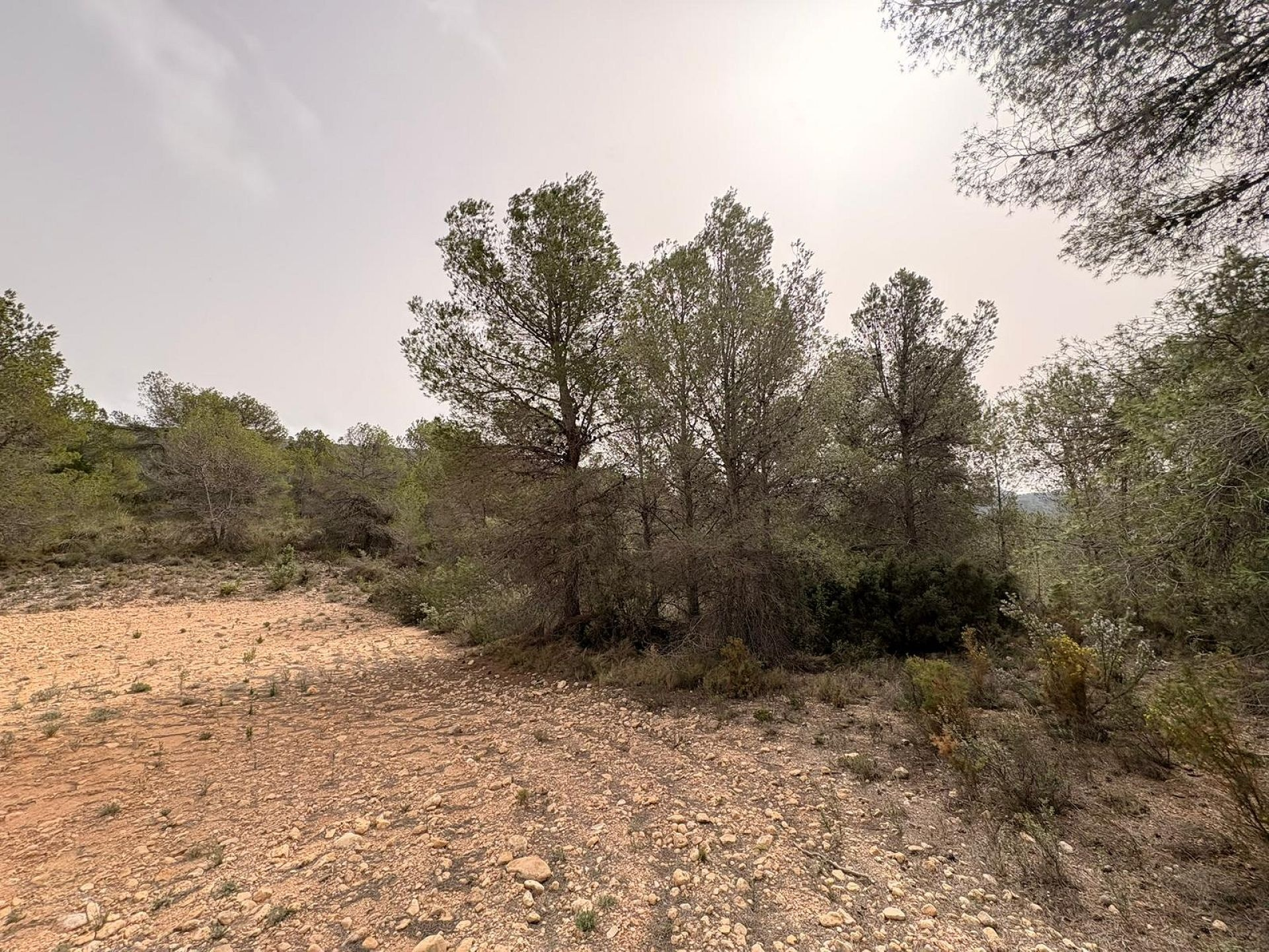 Land In Petrer, Spain (100.000 M² Plot)