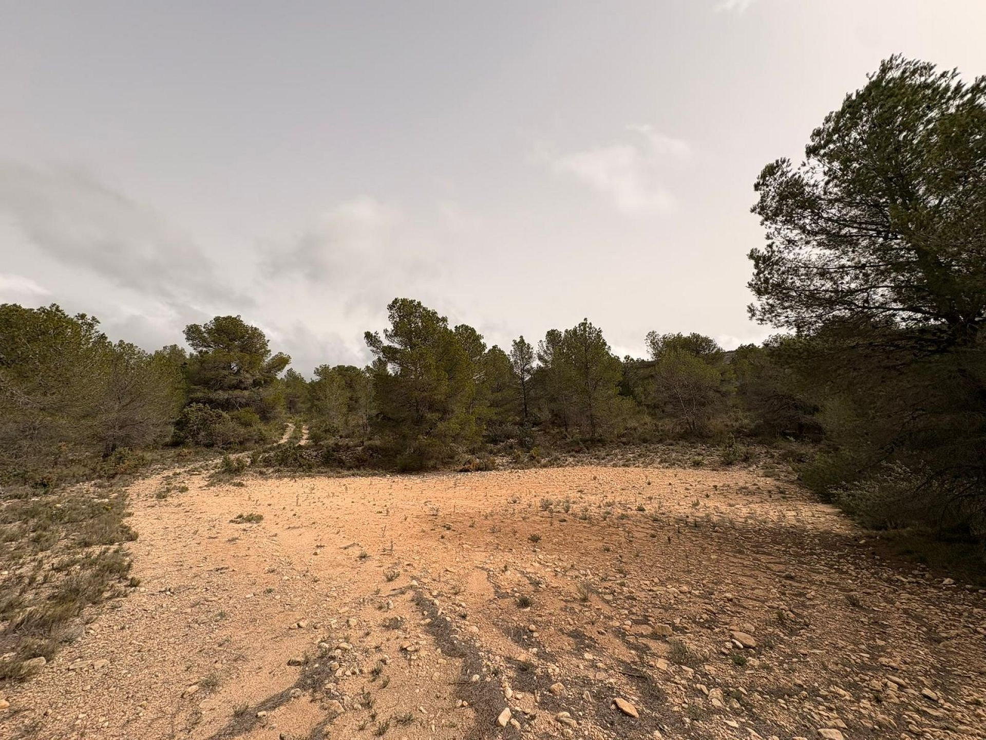 Land In Petrer, Spain (100.000 M² Plot)