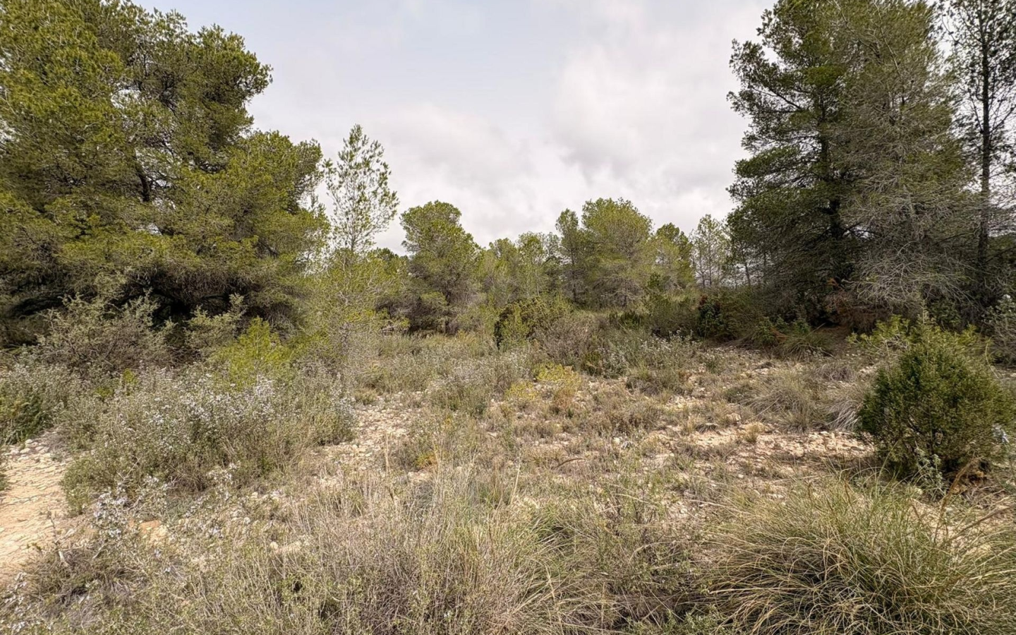 Land In Petrer, Spain (100.000 M² Plot)