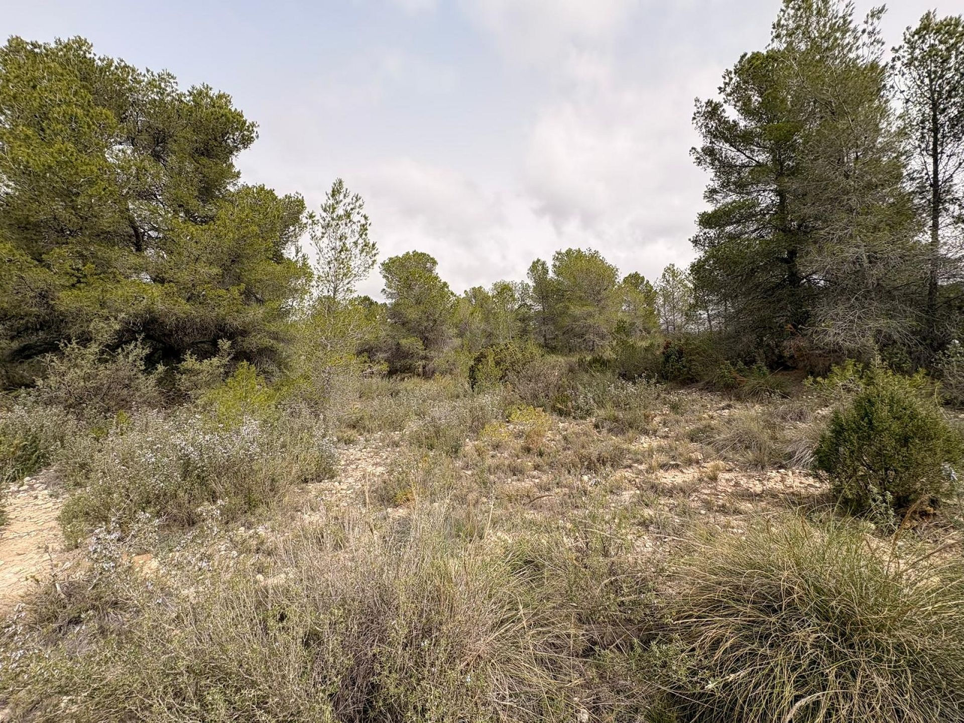 Land In Petrer, Spain (100.000 M² Plot)