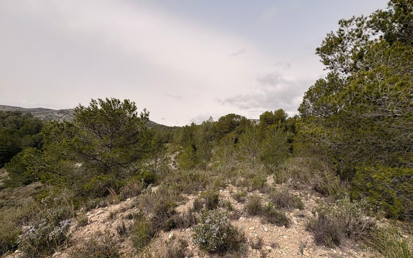 Land In Petrer, Spain (100.000 M² Plot)