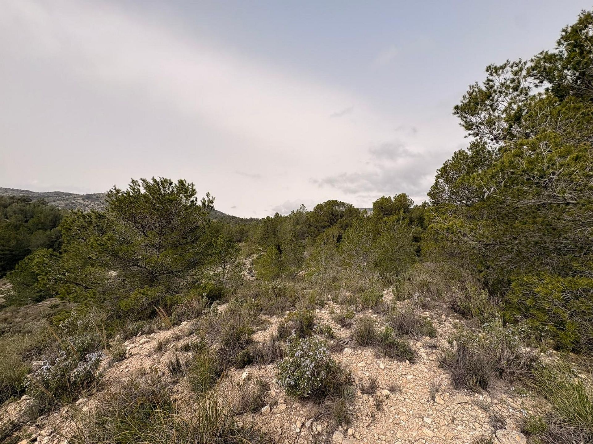 Land In Petrer, Spain (100.000 M² Plot)