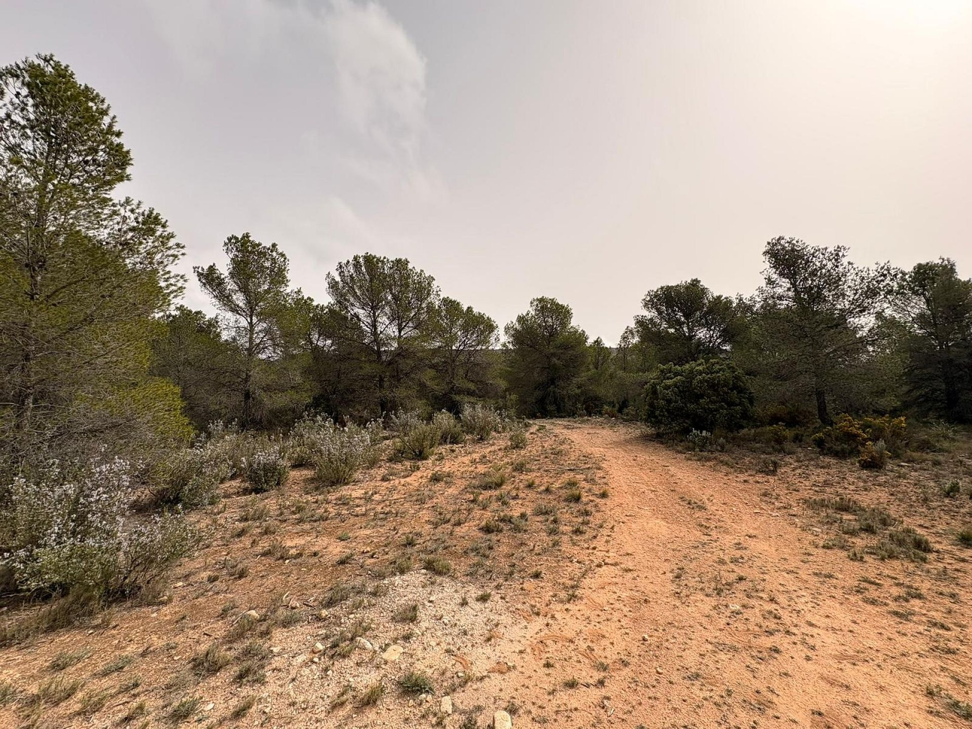 Land In Petrer, Spain (100.000 M² Plot)
