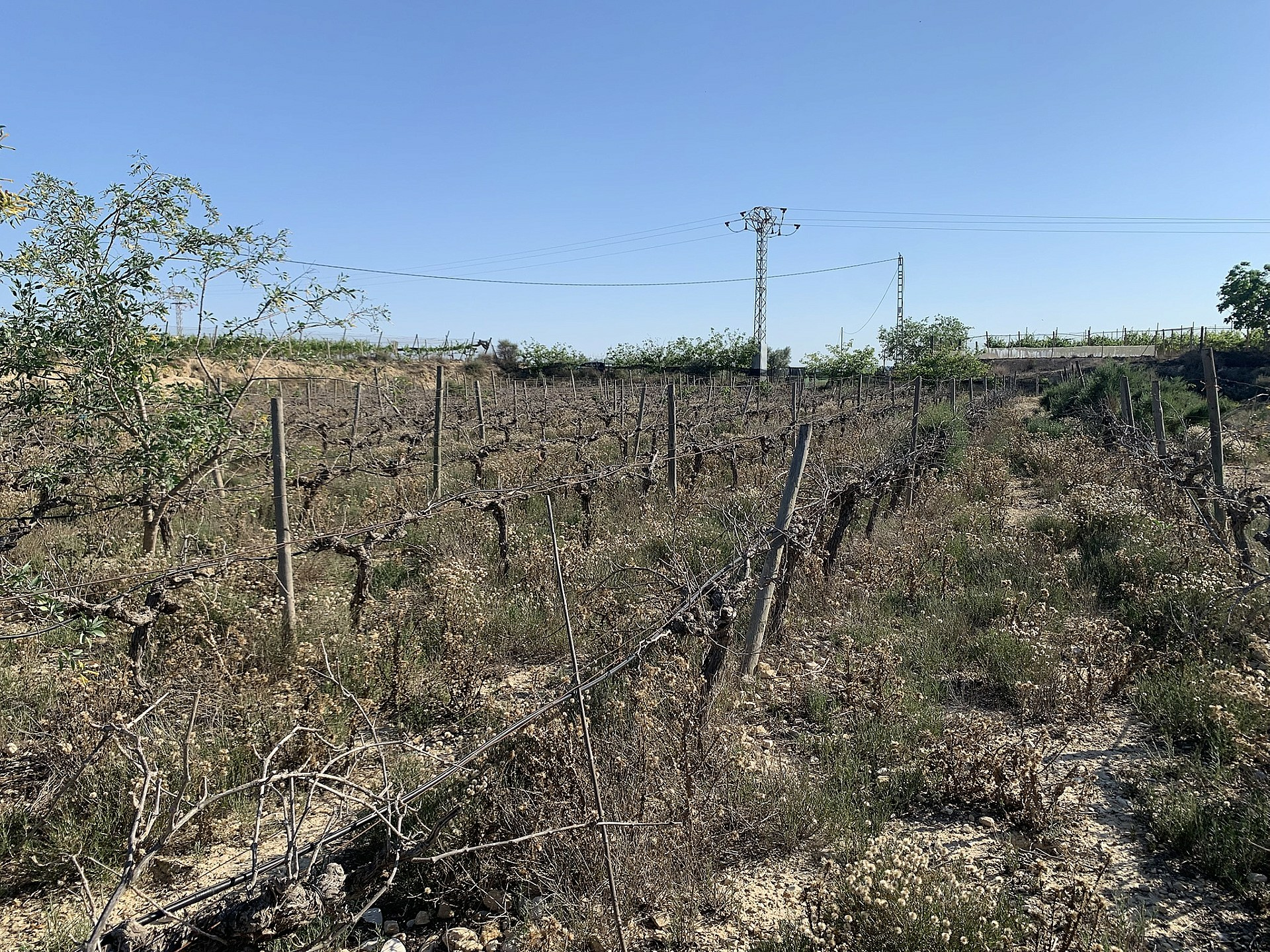 Land In Monforte Del Cid, Spain (11.516 M² Plot)
