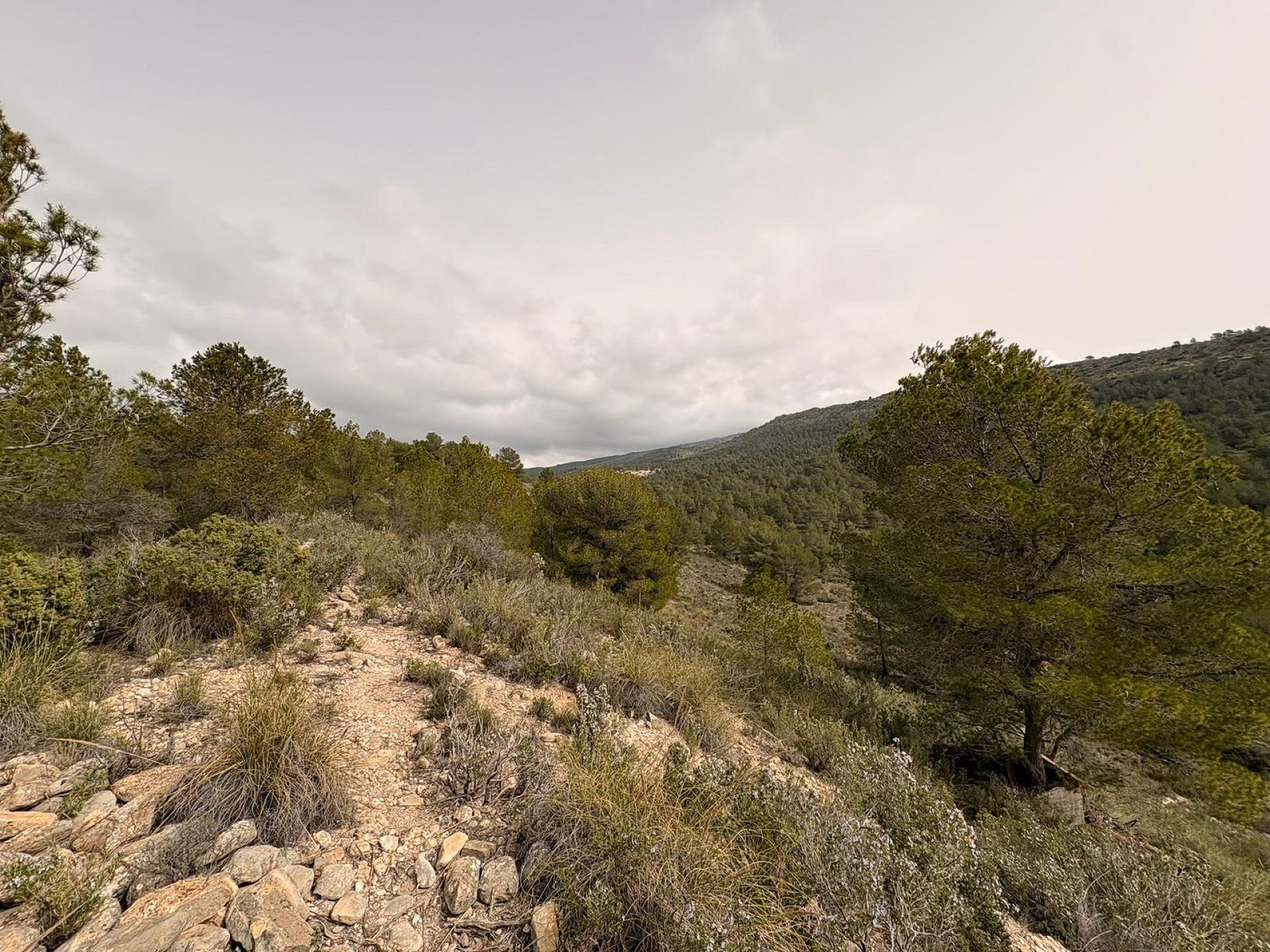 Land In Petrer, Spain (100.000 M² Plot)