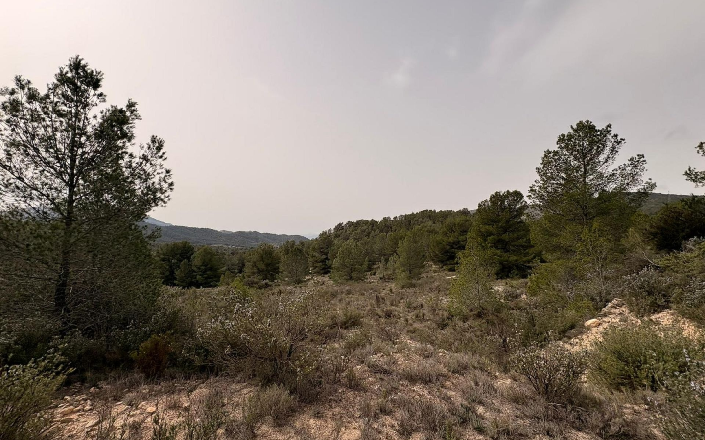 Land In Petrer, Spain (100.000 M² Plot)