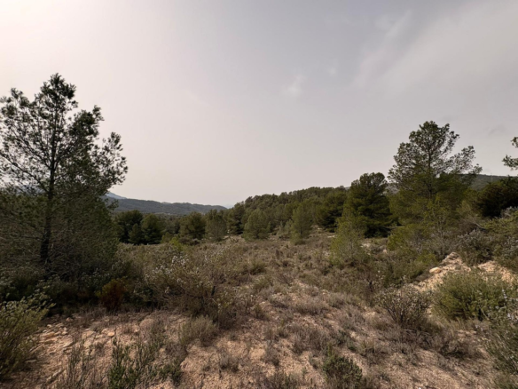 Land In Petrer, Spain (100.000 M² Plot)