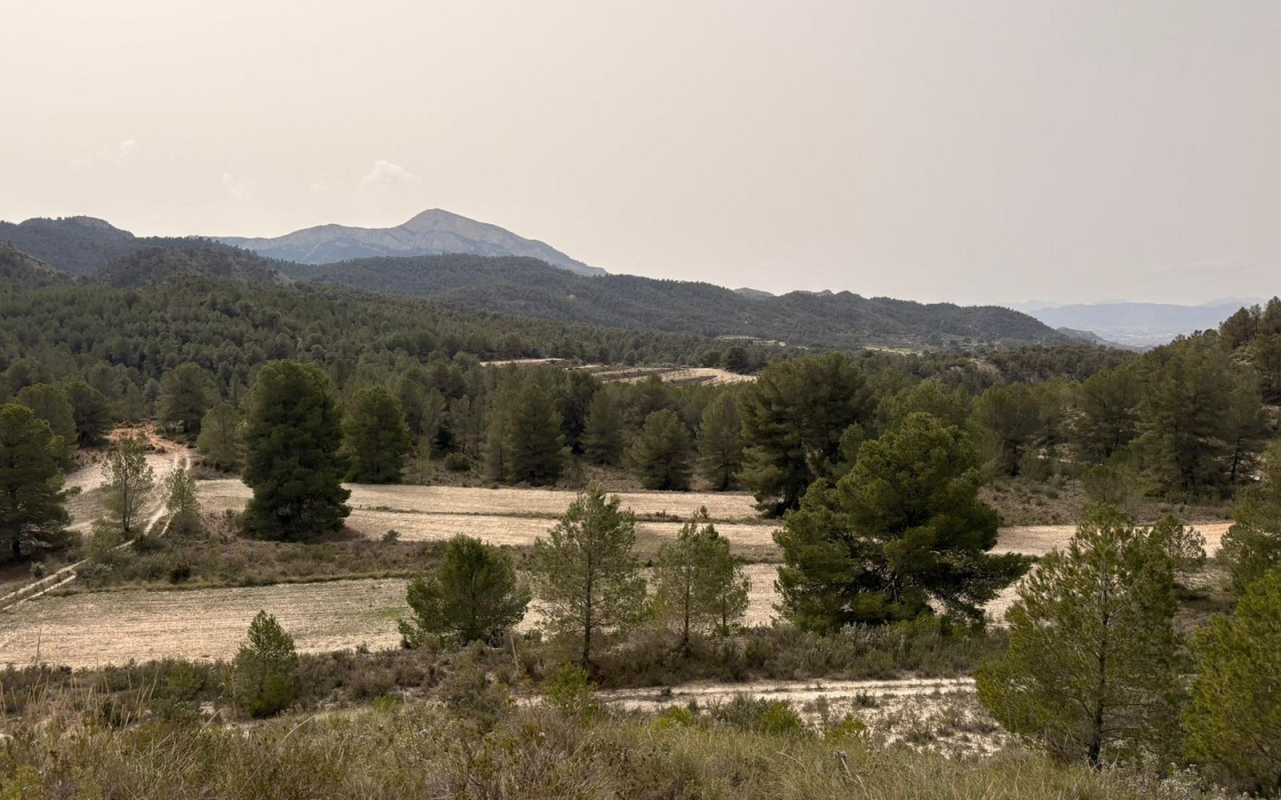 Land In Petrer, Spain (100.000 M² Plot)