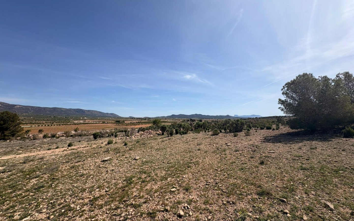 Land In Pinoso, Spain (10.000 M² Plot)