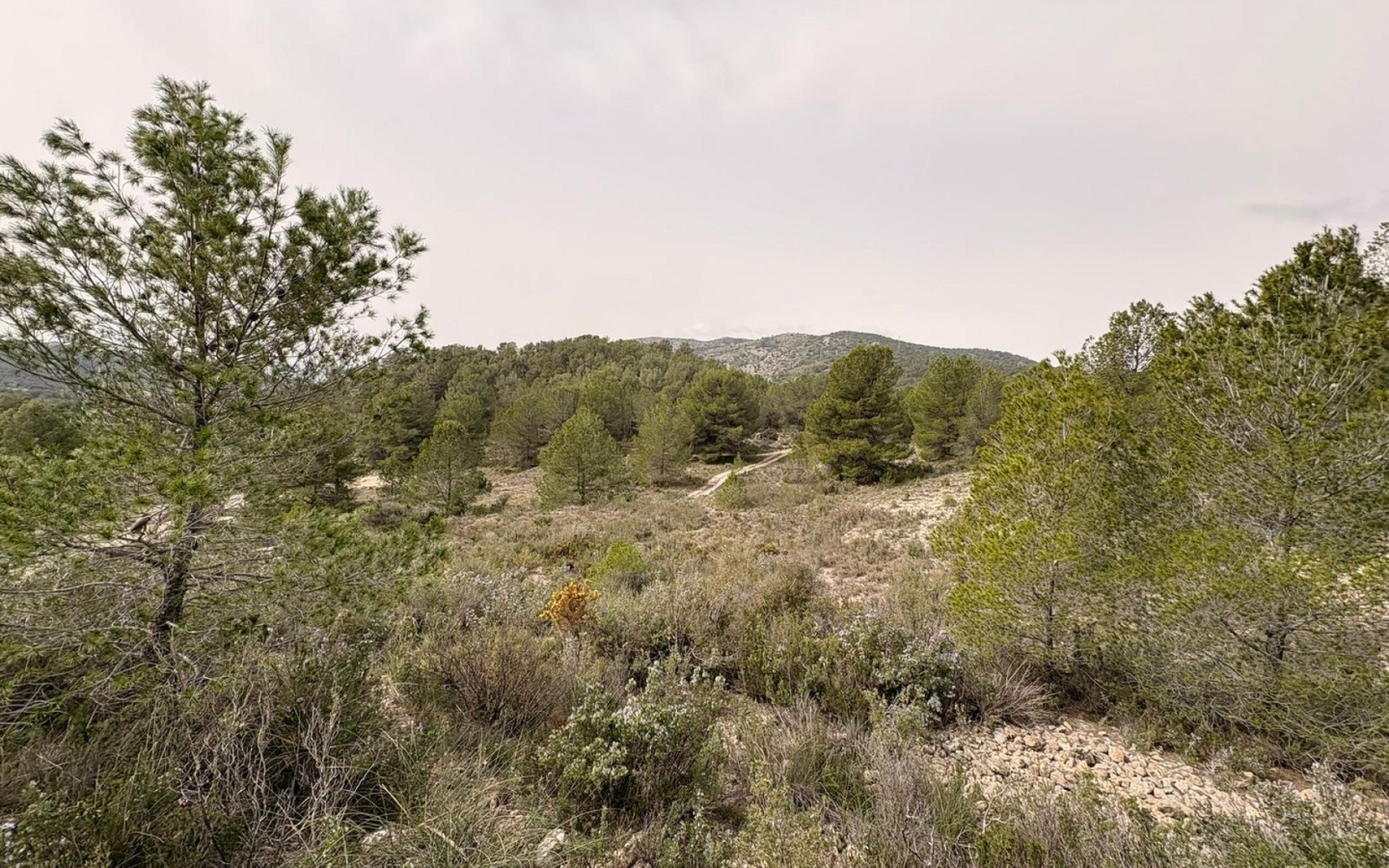Land In Petrer, Spain (100.000 M² Plot)