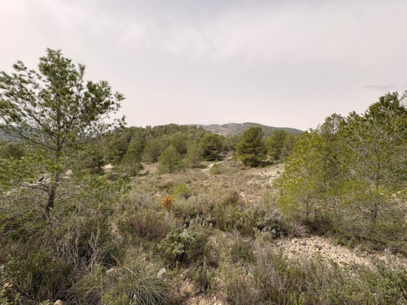 Land In Petrer, Spain (100.000 M² Plot)