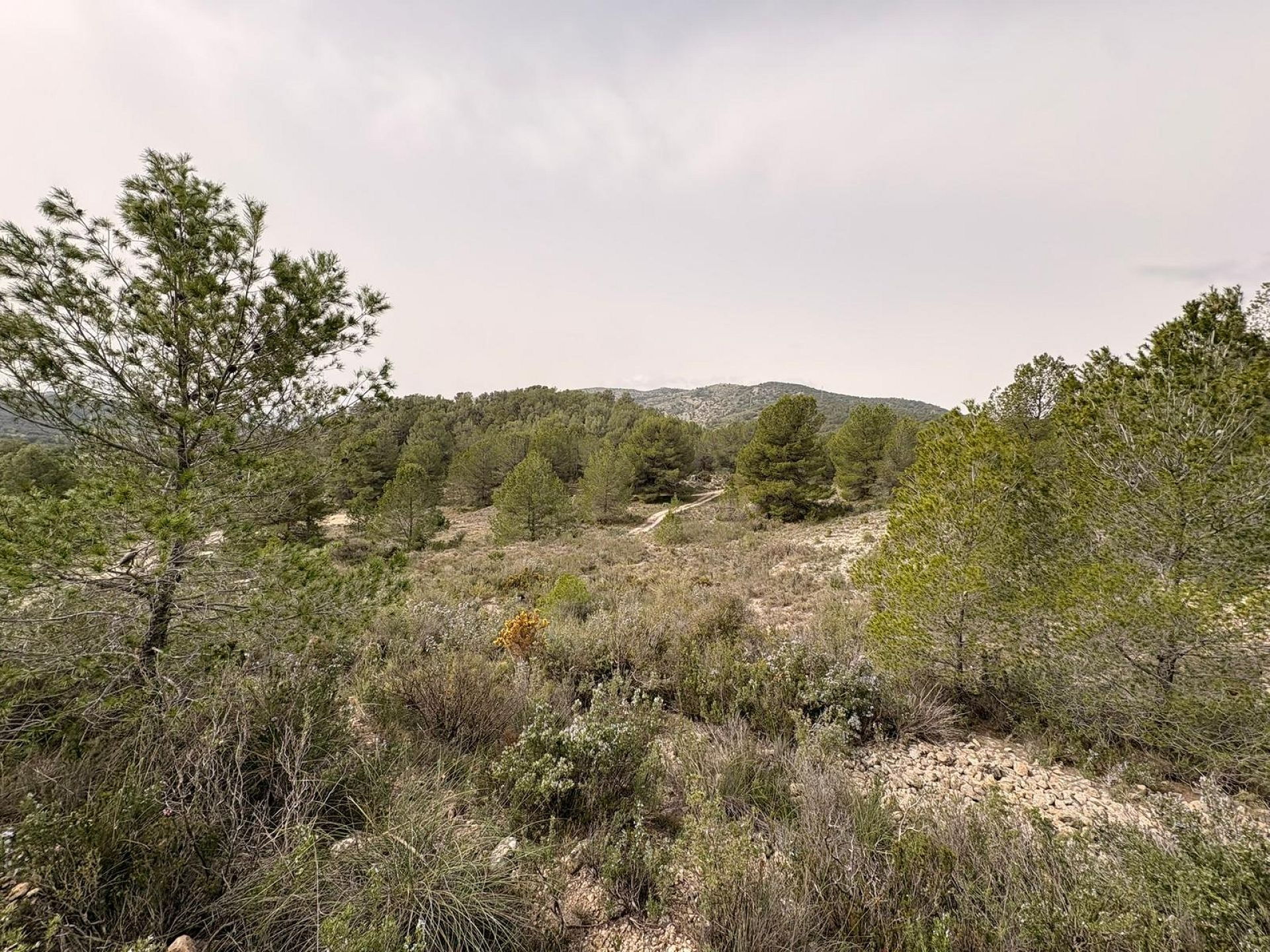 Land In Petrer, Spain (100.000 M² Plot)