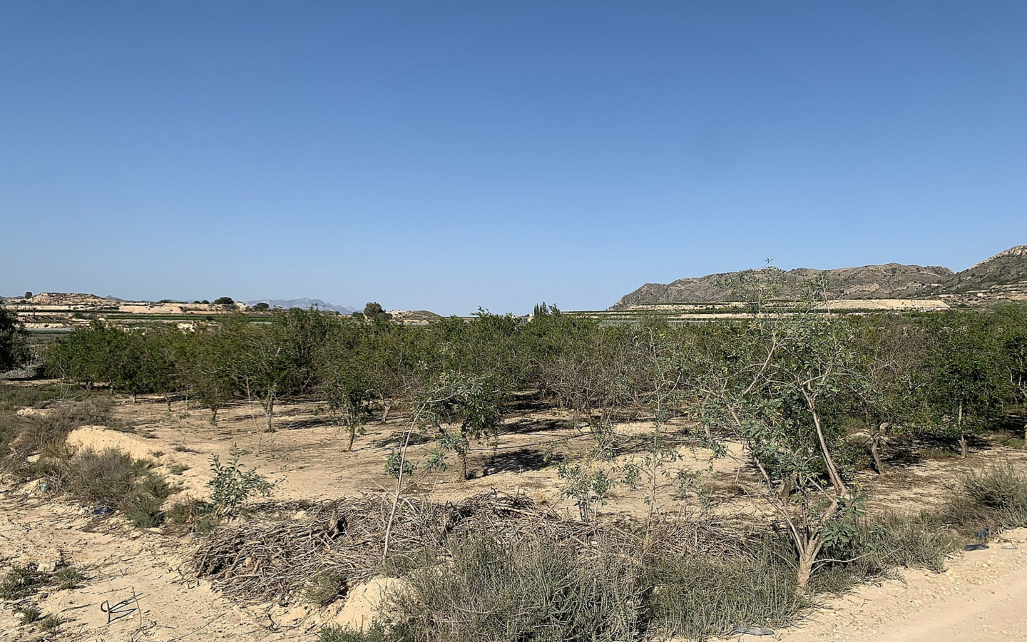 Land In Monforte Del Cid, Spain (17.816 M² Plot)