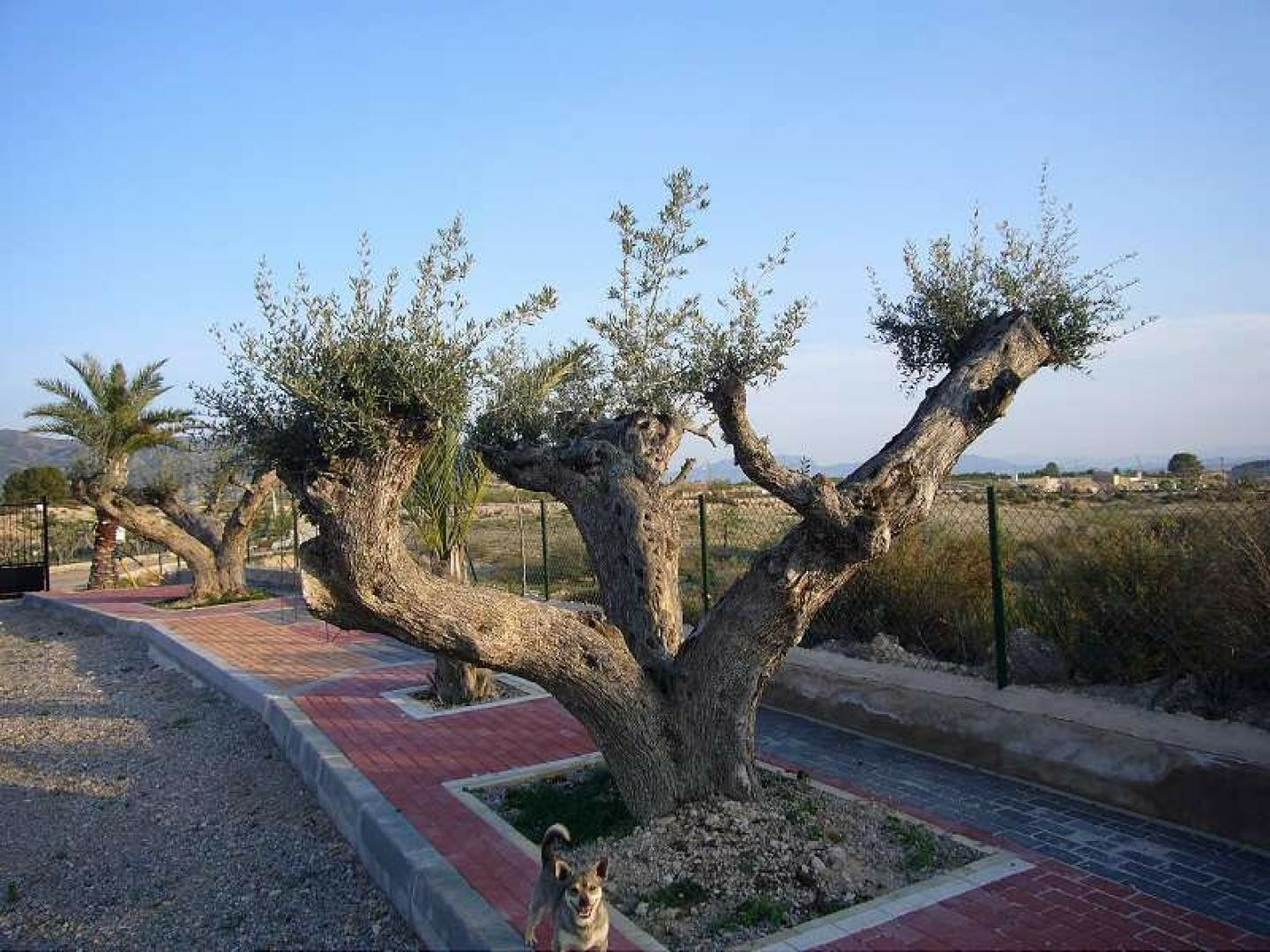 3-bedroom Detached Villa In Abanilla, Spain (230 M²)