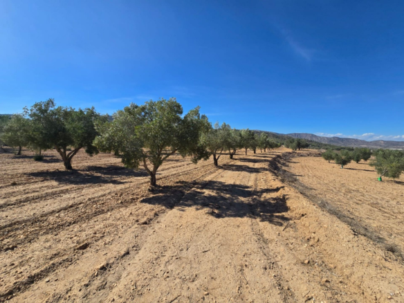 Land In Salinas, Spain (18.088 M²)
