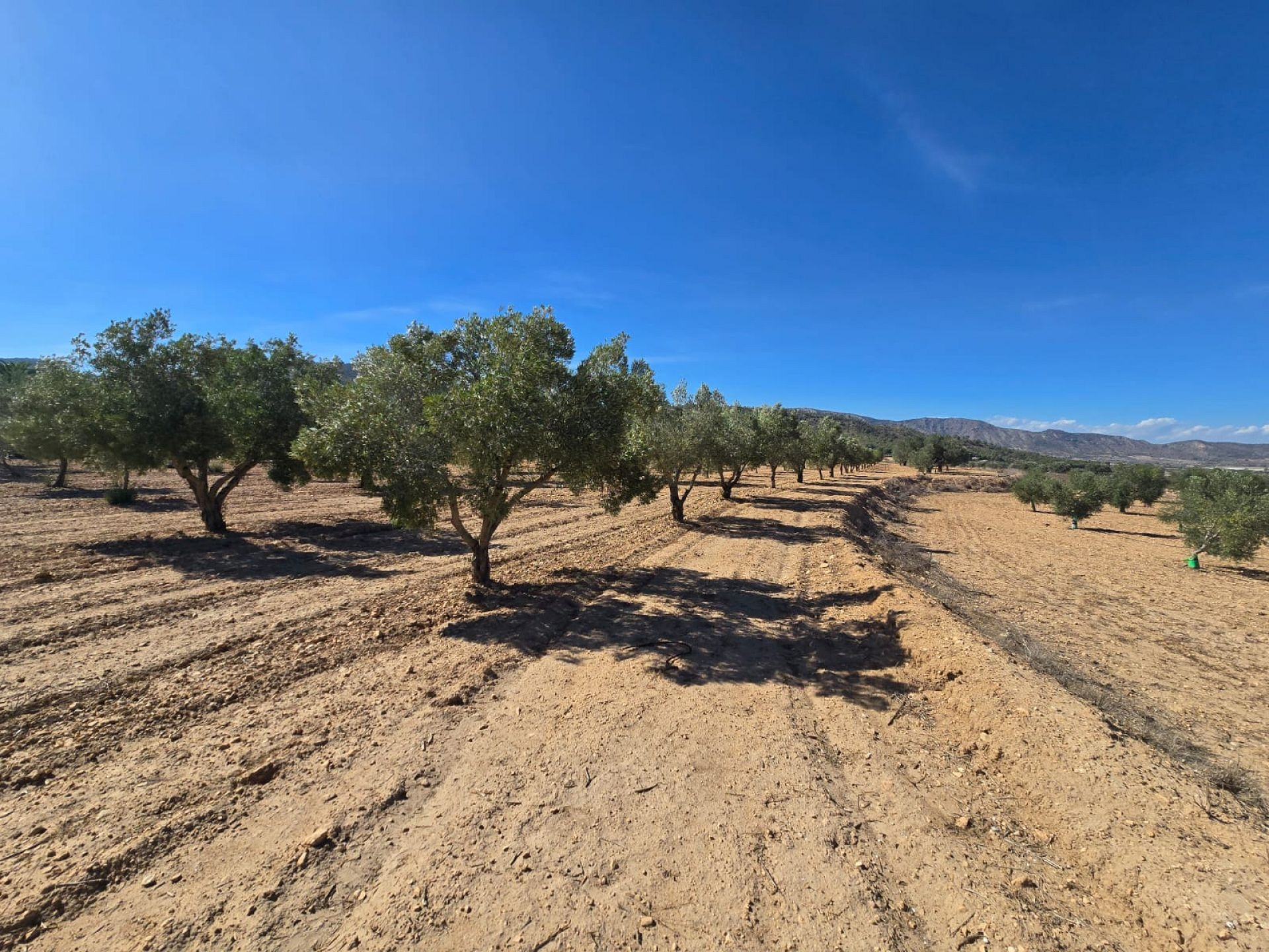 w_whatsapp-image-2025-09-12-at-16.35.08-f01241 Land In Salinas, Spain (18.088 M²)