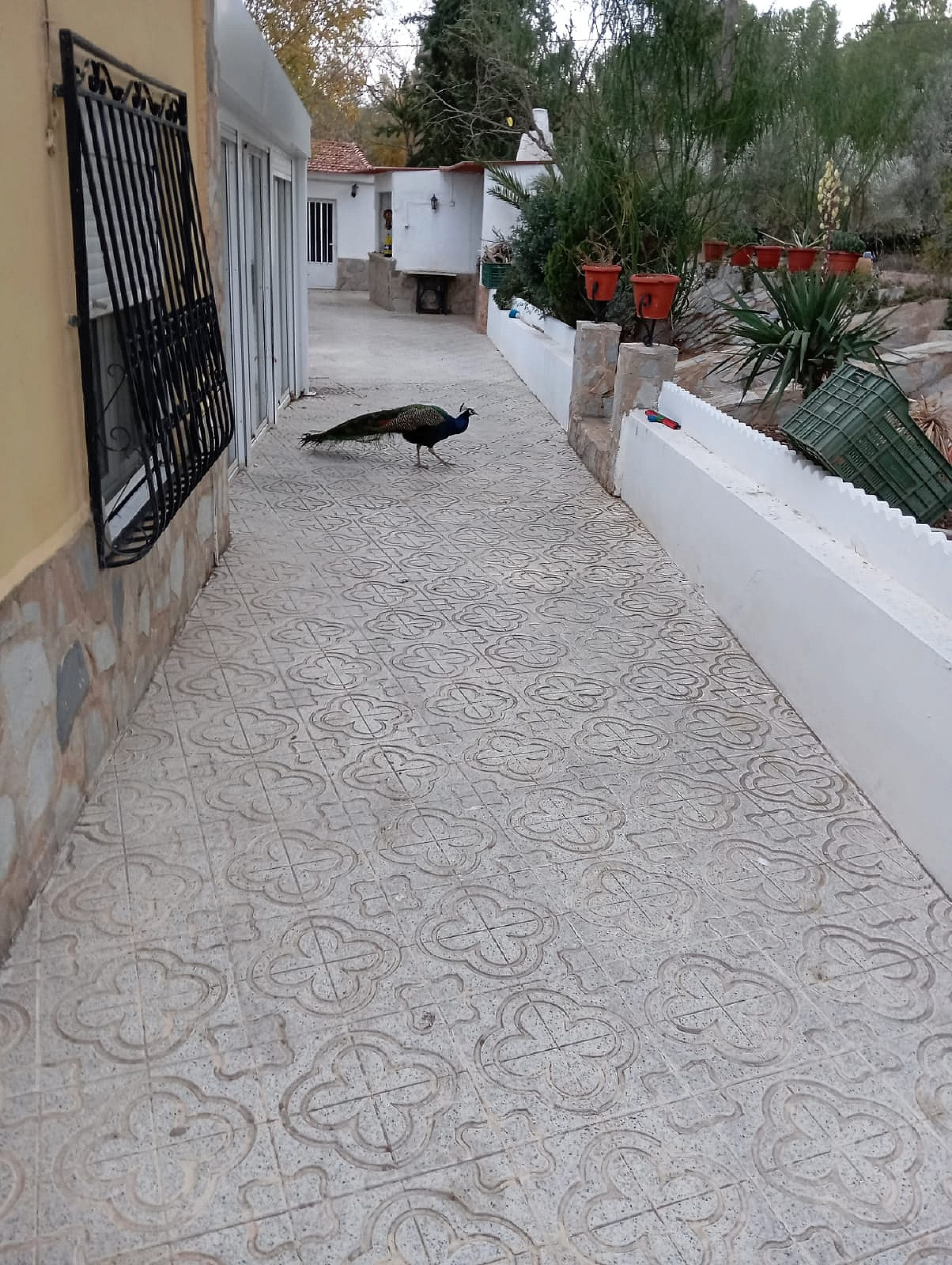5-bedroom Detached Villa In Sax, Spain (222 M²)