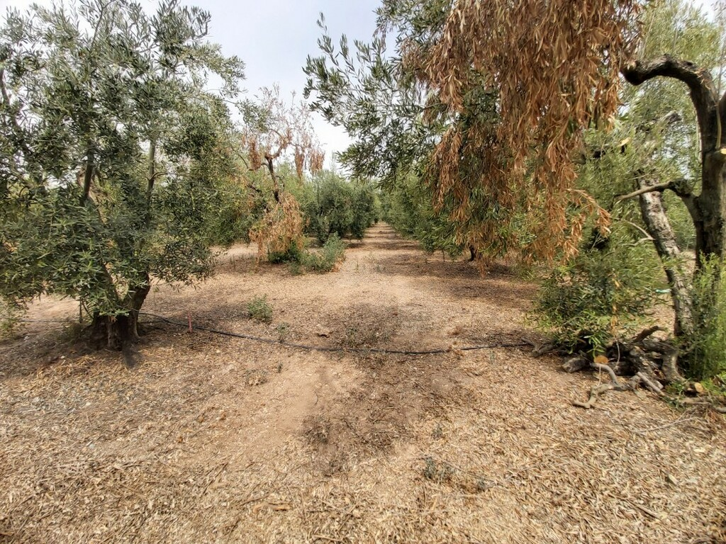 Land In Poligiros, Greece