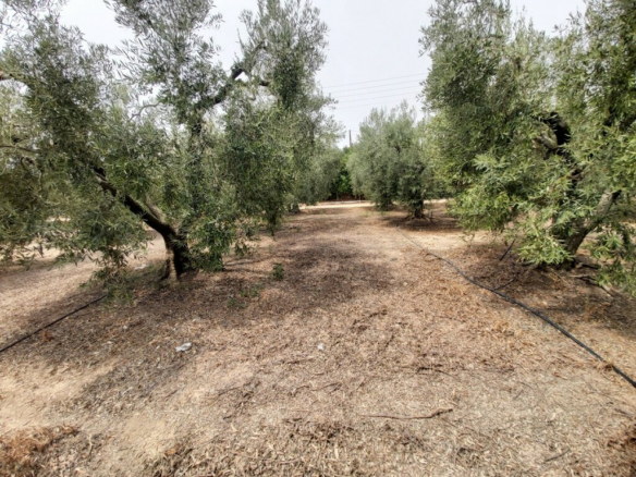 Land In Poligiros, Greece