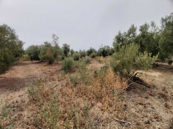 Land In Poligiros, Greece