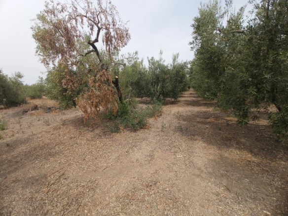Land In Poligiros, Greece