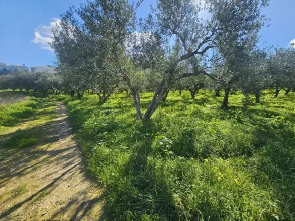 Land In Gazi, Greece
