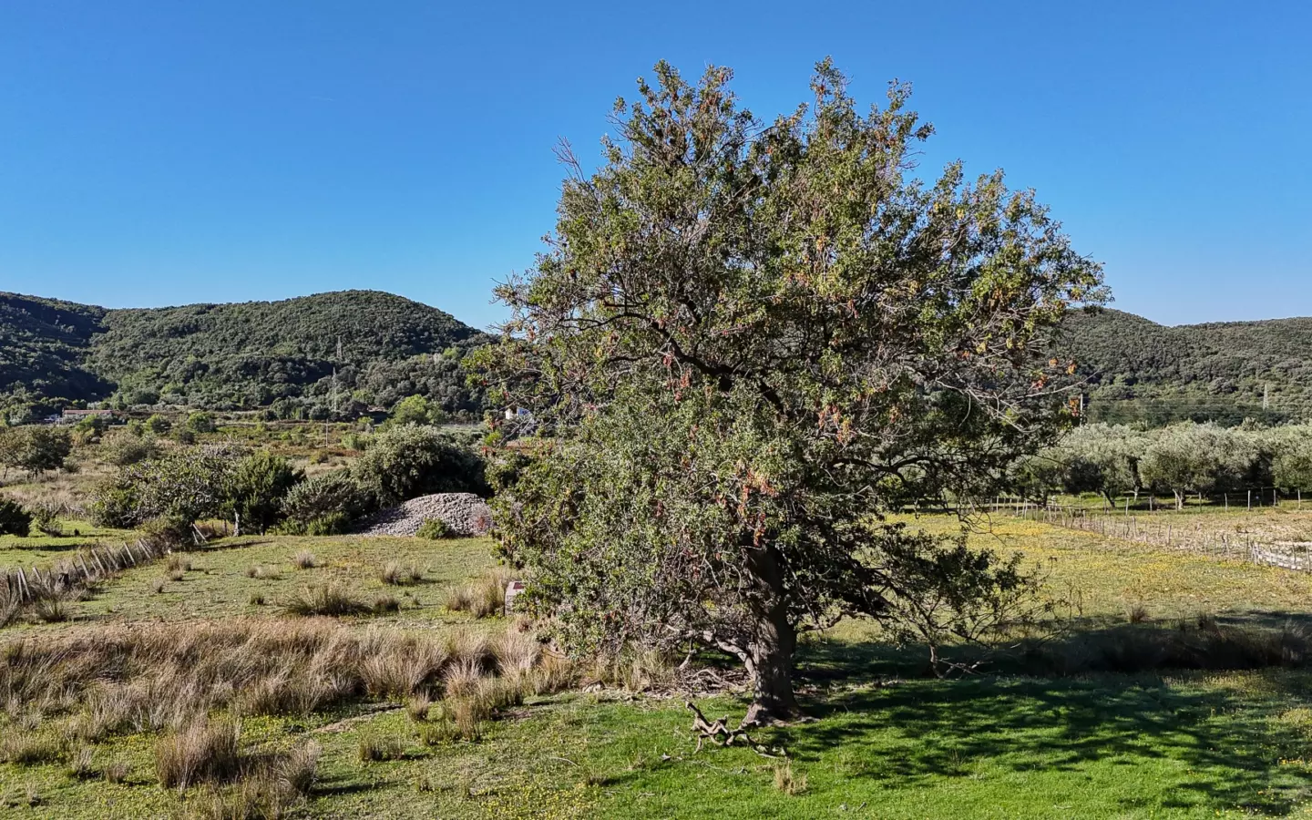 Land In Supetarska Draga, Croatia (6.500 M²)
