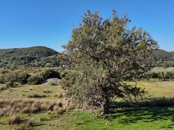 Land In Supetarska Draga, Croatia (6.500 M²)