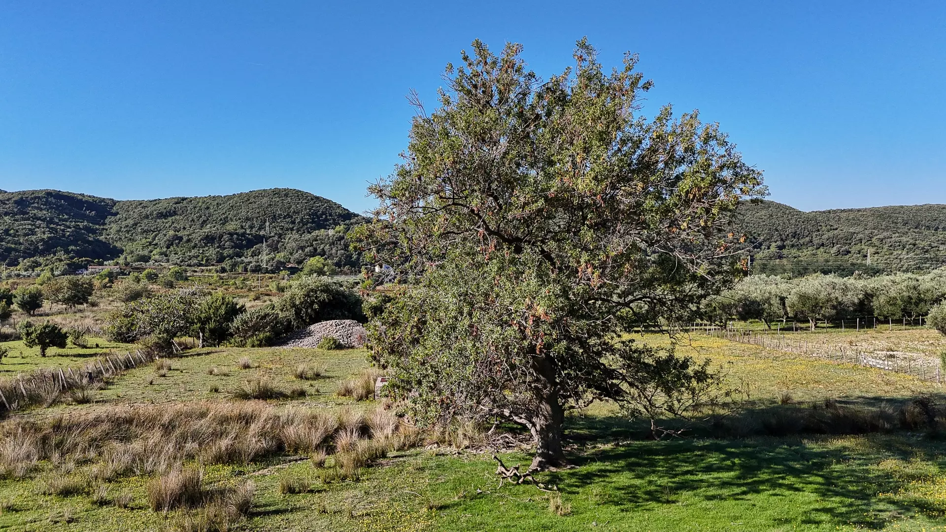 Land In Supetarska Draga, Croatia (6.500 M²)