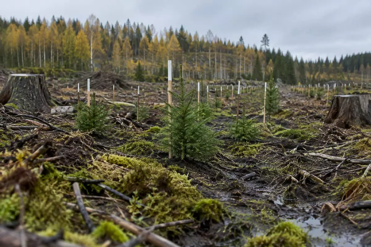 Young spruce seedlings planted with white-topped sticks in a felled clearing in Sweden (illustration)