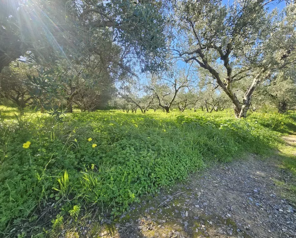 Land In Gazi, Greece