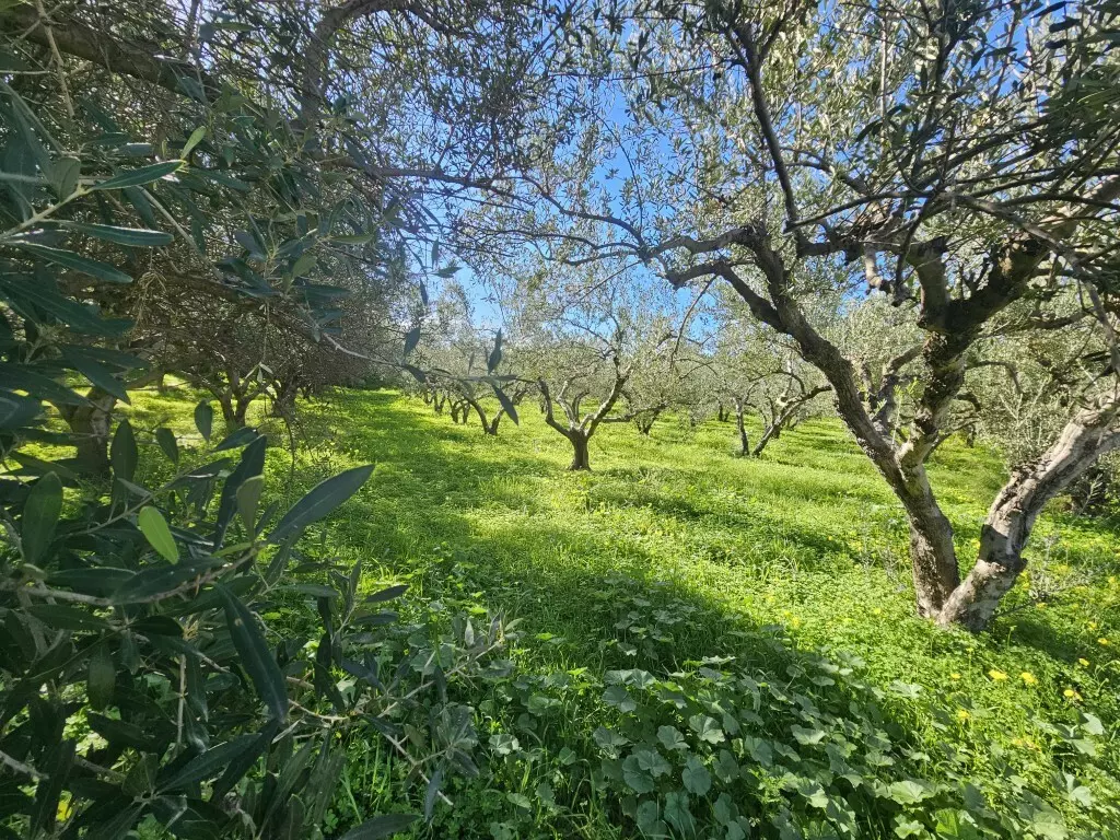 Land In Gazi, Greece