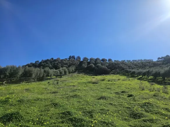 Land In Temenos, Greece