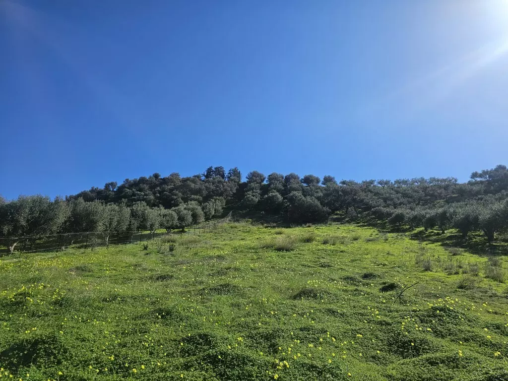Land In Temenos, Greece