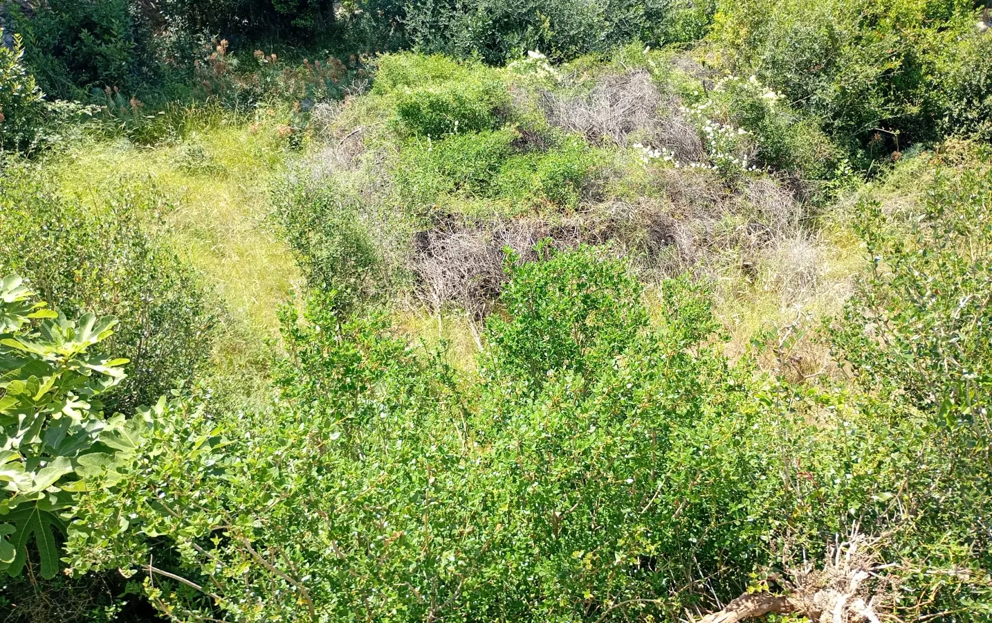 Land In Lun, Croatia (622 M²)