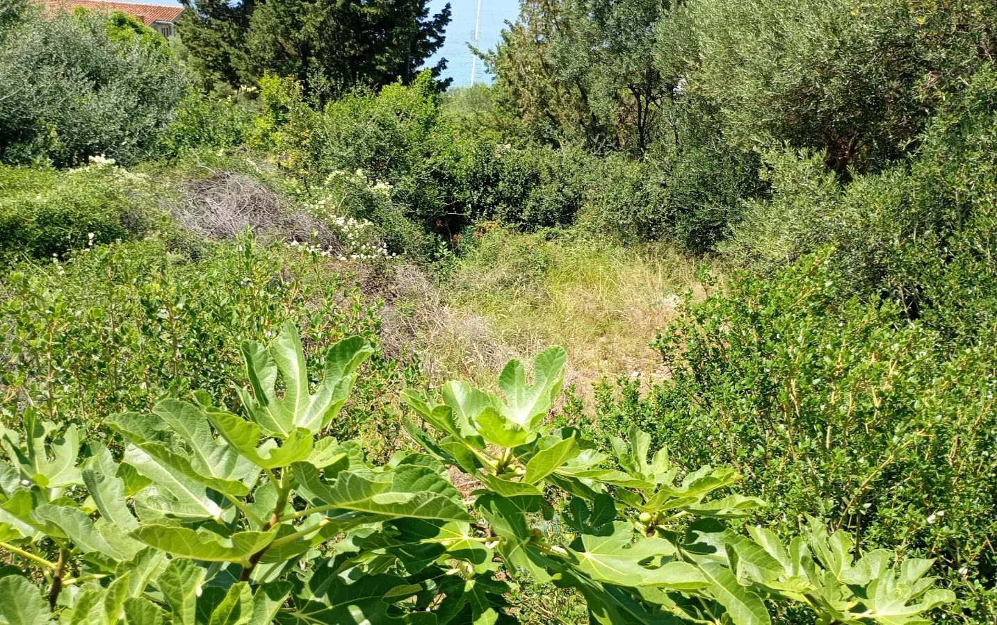Land In Lun, Croatia (622 M²)