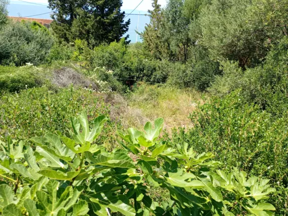 Land In Lun, Croatia (622 M²)