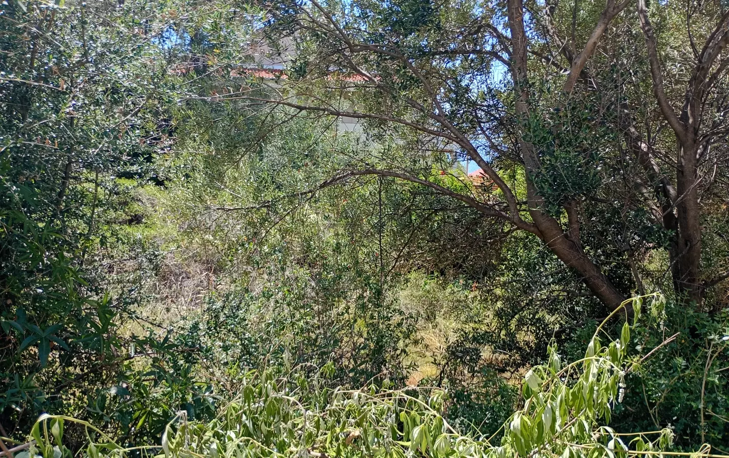 Land In Lun, Croatia (622 M²)