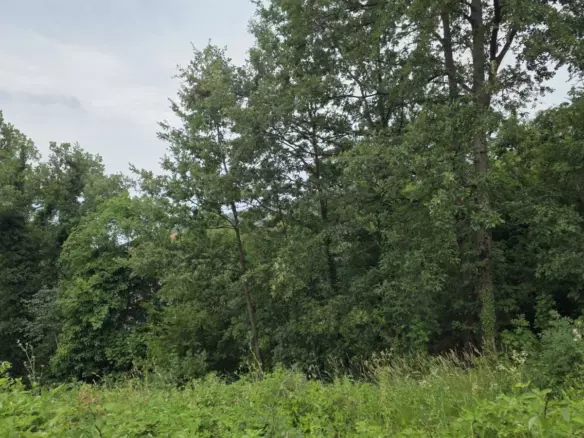 Land In Bregi, Croatia (1.200 M²)