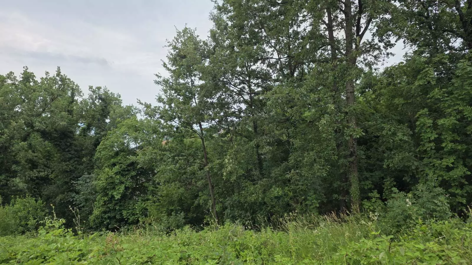 Land In Bregi, Croatia (1.200 M²)