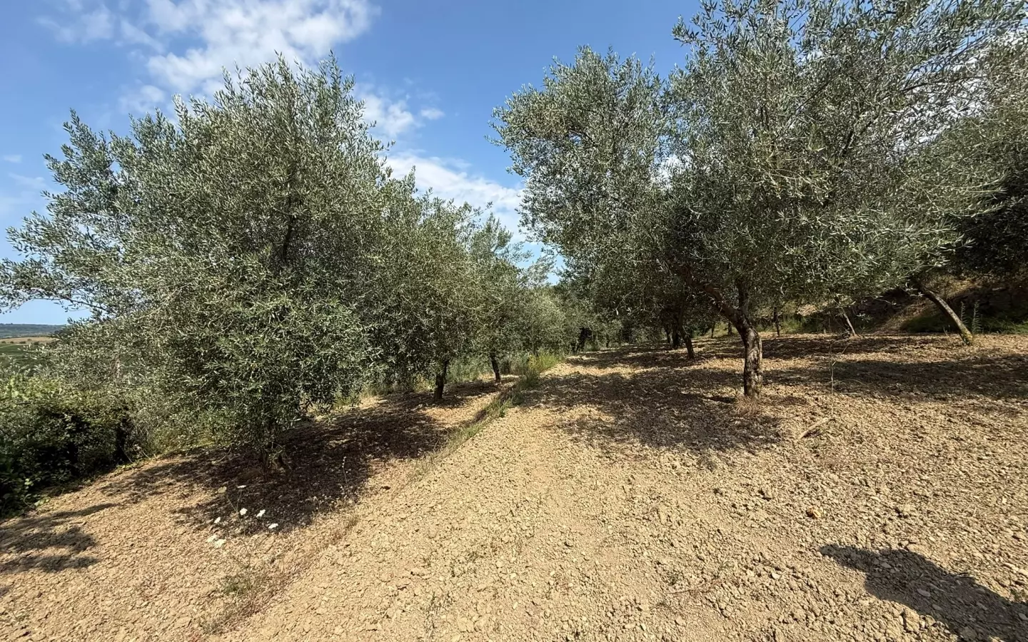 Land In Grožnjan, Croatia (450 M²)